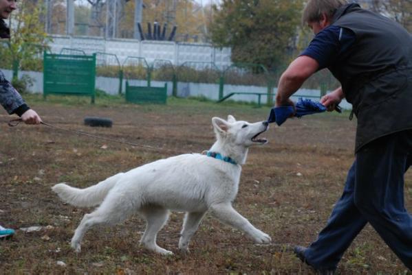 Peter Pan of Angelotti | White Swiss Shepherd Dog 