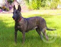 Anca vanguard | Dutch Shepherd 