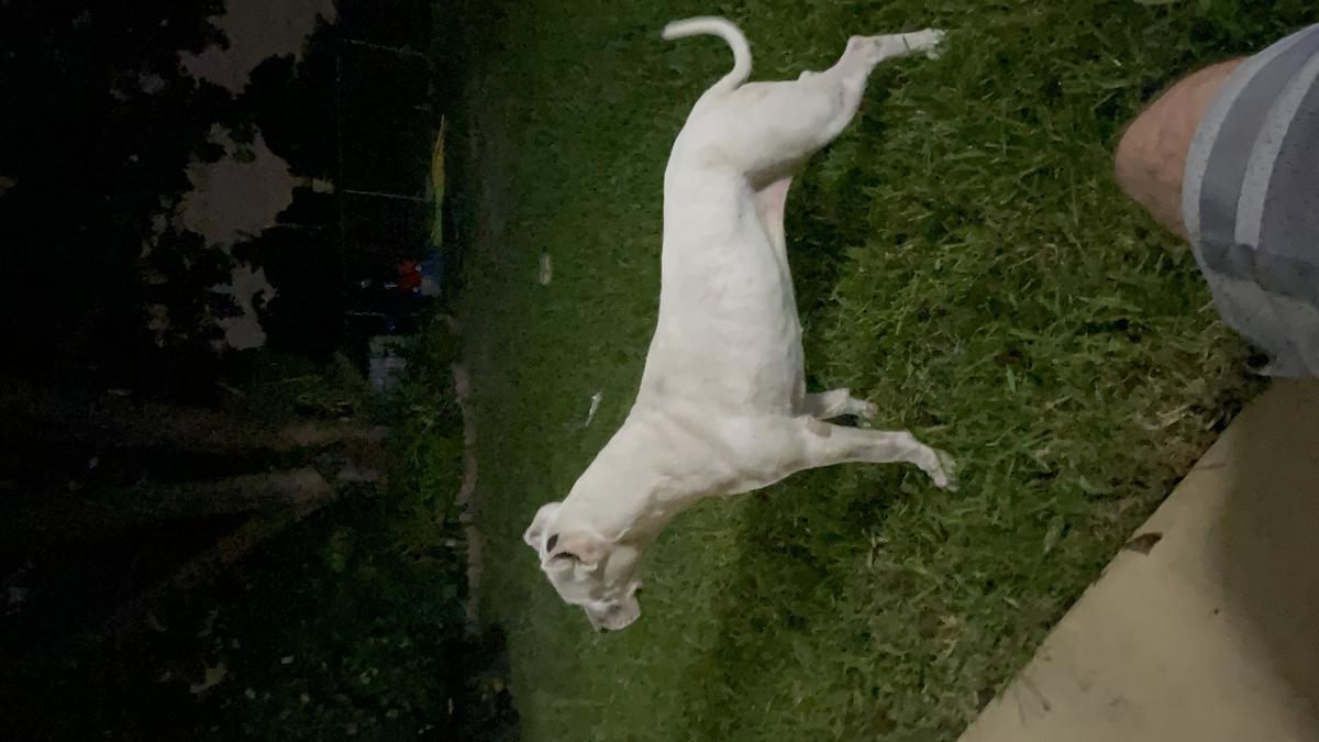 Tala Viera | Argentine Dogo 