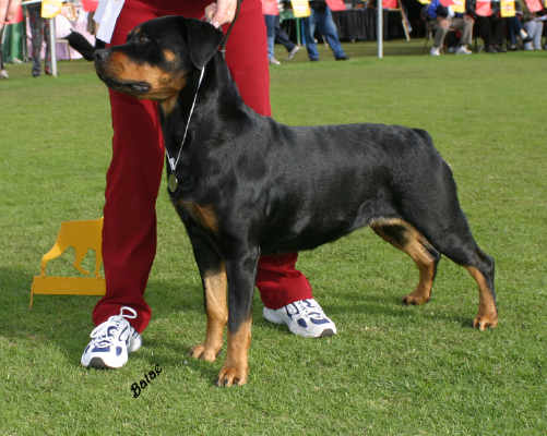 Rakaaz Nara Flynn | Rottweiler 