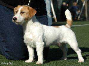 Gang Staff To Be Or Not To Be | Jack Russell Terrier 