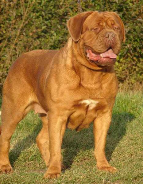 Tanakajd Szepe Nina | Dogue de Bordeaux 