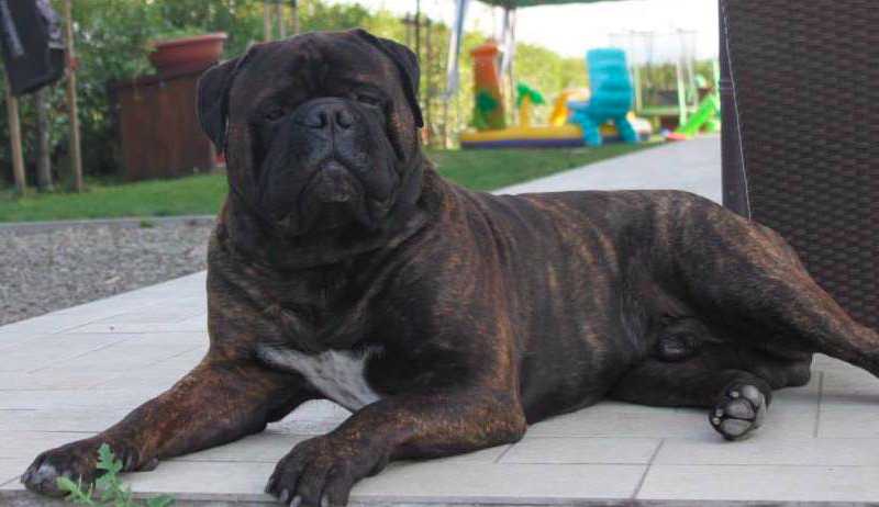 I Bravi Ragazzi Sono Hulk | Bullmastiff 