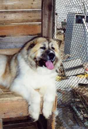 Olda | Caucasian Mountain Dog 