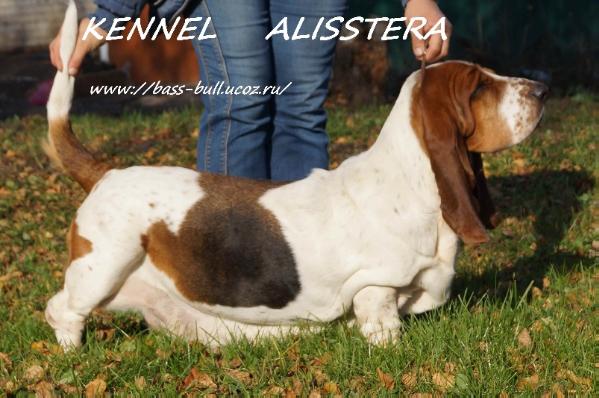 Avanta Mont Rossa | Basset Hound 