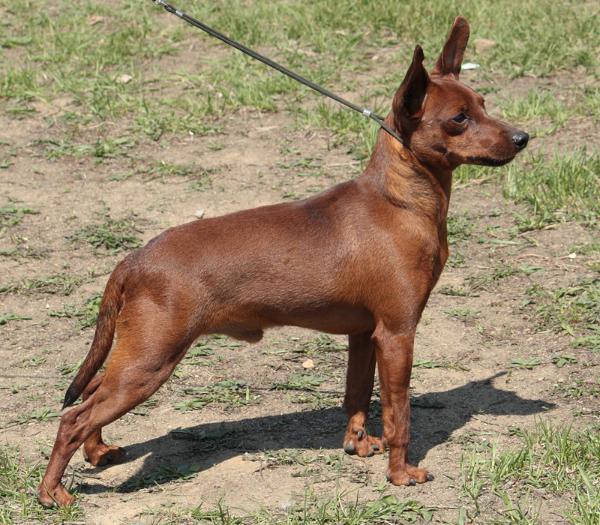 Extra Orient Benefice | Miniature Pinscher 