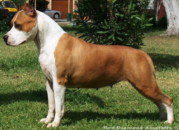 Day C's Lady Bolt | American Staffordshire Terrier 