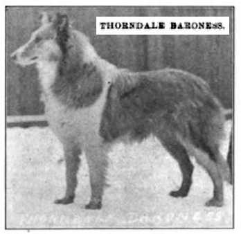 Thorndale Baroness 085990 vXXII | Rough Collie 