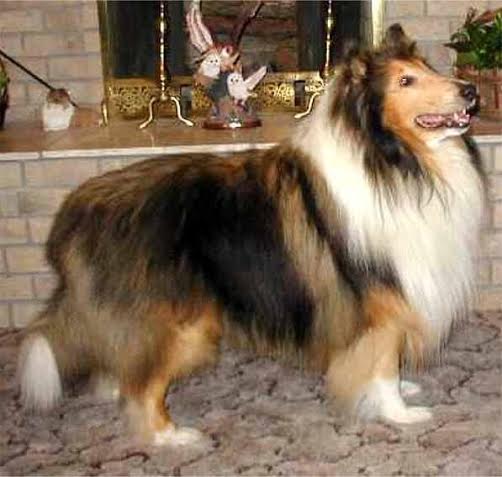 Jen-Ver's Devil In Disguise | Rough Collie 