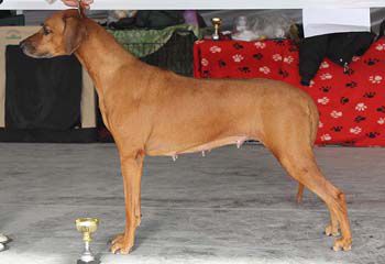 Harmakhis Wisdom Daksha of Aresvuma | Rhodesian Ridgeback 