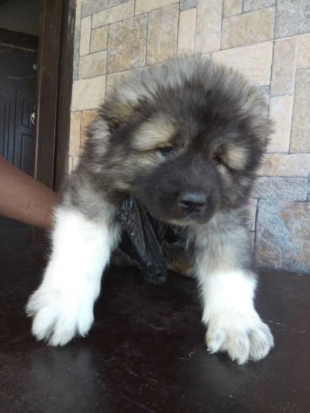 Arthur of Bsquaredkennels | Caucasian Mountain Dog 