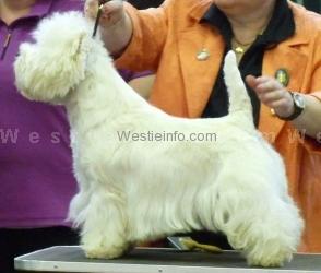 Magic Mondriaan vom Märchengarten | West Highland White Terrier 