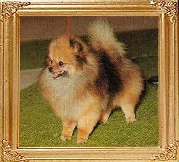 Hadleigh Dancing Star | Pomeranian 