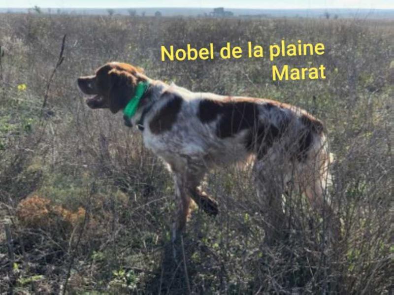 NOBEL de la Plaine Marat | Brittany 