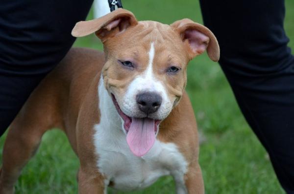 Dafny Little Princess | American Staffordshire Terrier 