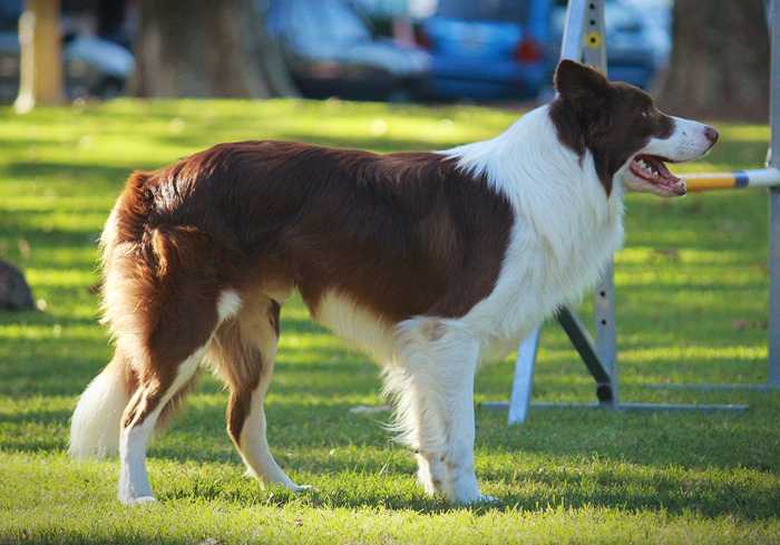 Buzz Ligthyear Pepe Ayukelen | Border Collie 