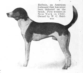 Heffwin (~1920) | American Foxhound 