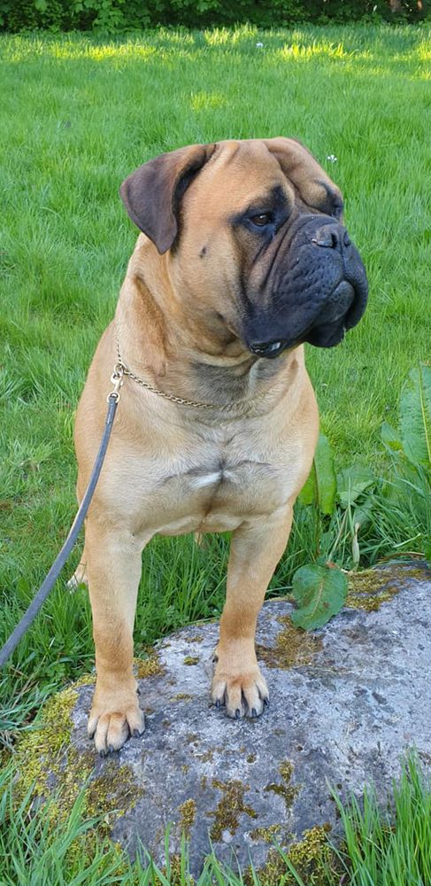 Caneguardiano Wot U Gonna Do Ardhub | Bullmastiff 