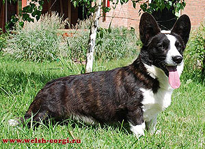 ????? ??????? ?????? ????? | Cardigan Welsh Corgi 