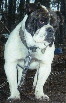 Hermes Payday | Olde English Bulldogge 