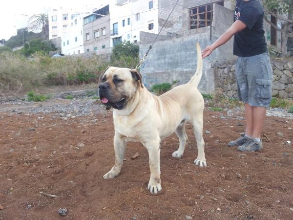 Neron de Cielo de Canarias | Perro de Presa Canario 