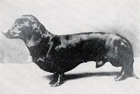 Ramsch vom Seelberg | Dachshund 