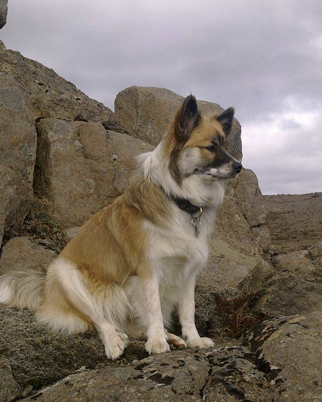 Snætinda Skotta - IS14996/10 | Icelandic Sheepdog 