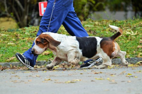 Quantas-Napoca Elano | Basset Hound 