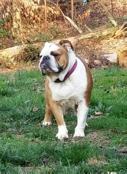 Renison's Lady Bella | Olde English Bulldogge 