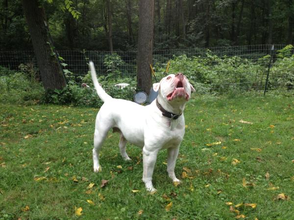 Rpm'S lady mercedes | American Bulldog 