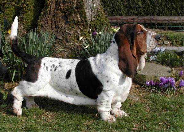 Et fecilie aussi du haras de la vergne | Basset Hound 