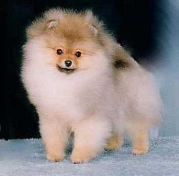 Bavanew's Superman | German Spitz 