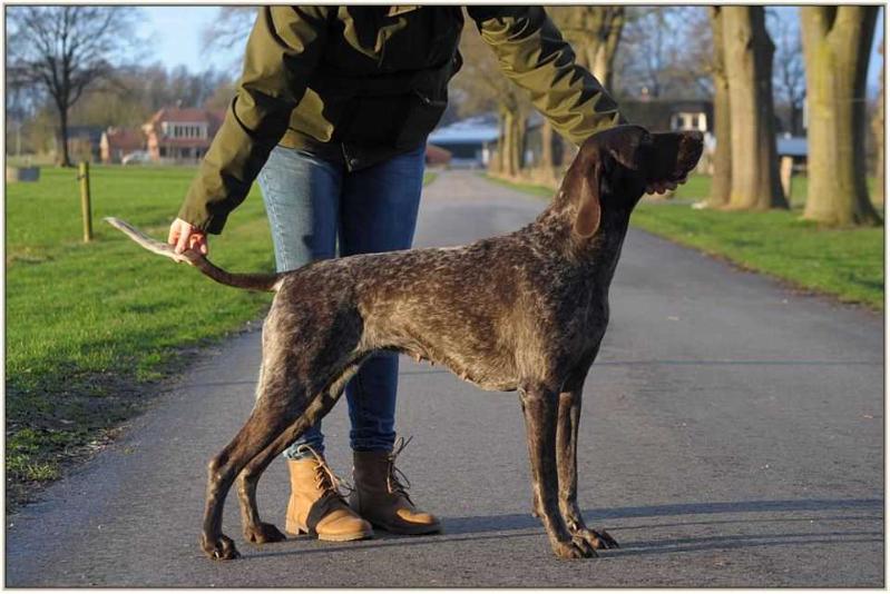 YASHMI Keiviento | German Shorthaired Pointer 