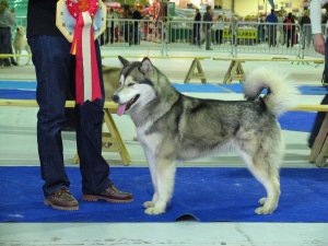 Trap Line Jaunty Jazz | Alaskan Malamute 