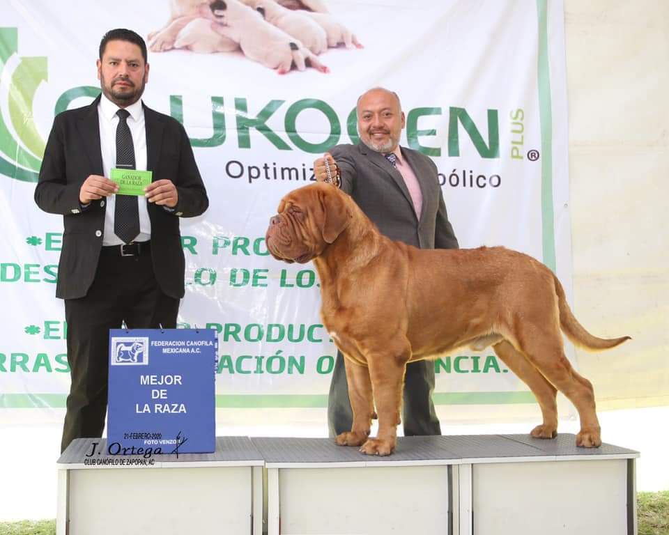 Molosos Burdeos Rafat | Dogue de Bordeaux 