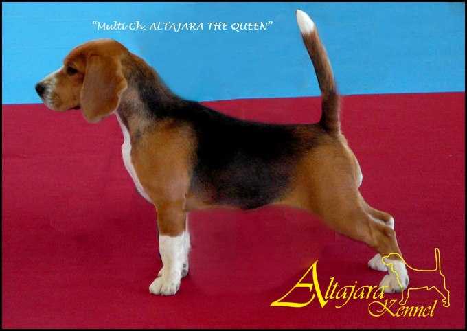 Altajara The Queen | Beagle 