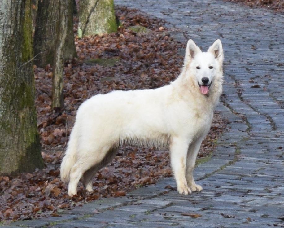 White dream team Viking Nanna "VIKKI" | White Swiss Shepherd Dog 