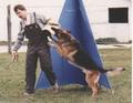 Prix vom Löwenhain | German Shepherd Dog 