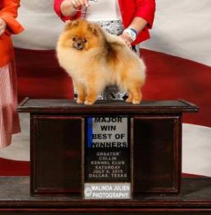 Lupus Golden Poms Welcome To The Jungle | Pomeranian 