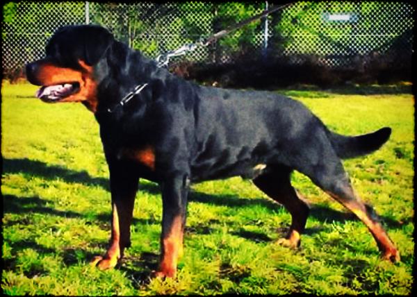 Basko Vom Salamandertal II | Rottweiler 