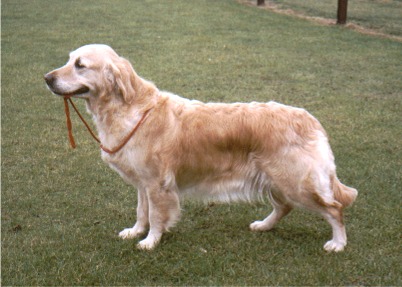 Okus Jallina of Kerrien | Golden Retriever 