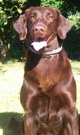 Athena Goo of Brown Seduction | Flat-Coated Retriever 