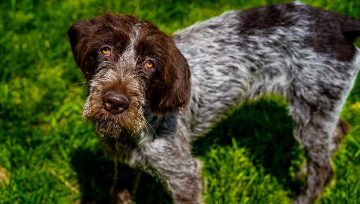 Wirehaired Pointing Griffon