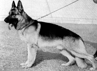 Carlo von der Abtei Werden | German Shepherd Dog 