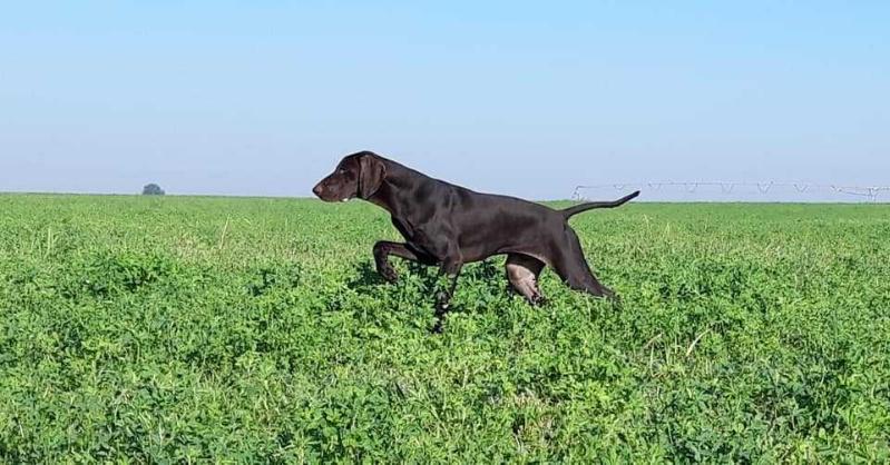 Kurt de Saboya | German Shorthaired Pointer 