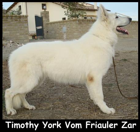 Timothy York Vom Friauler Zar | White Swiss Shepherd Dog 