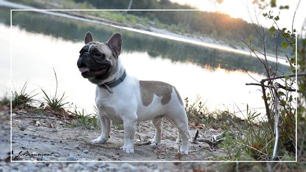 Ivory of dream des bouilles de la garonne | French Bulldog 