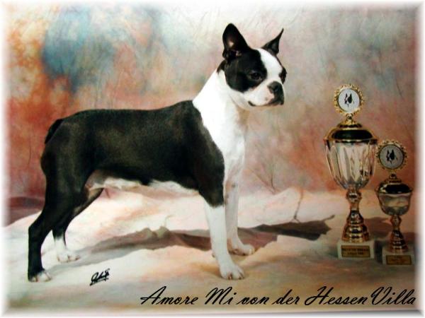 Amore Mi von der Hessenvilla | Boston Terrier 