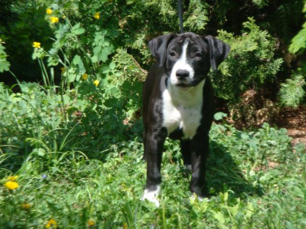 Bagira iz doma Tretyak | American Staffordshire Terrier 