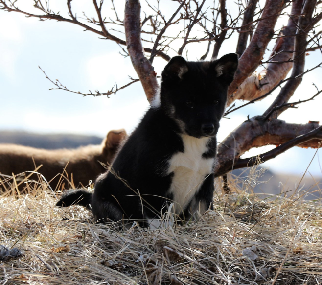 Snjófells Kjalar | Icelandic Sheepdog 